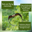 Haikubox 24/7 Bird & Bat Identifier