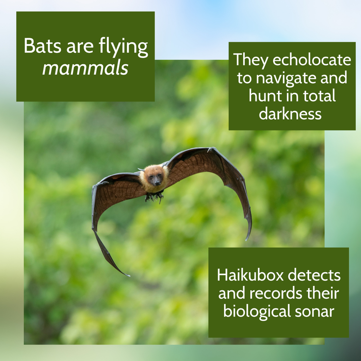 Haikubox 24/7 Bird & Bat Identifier