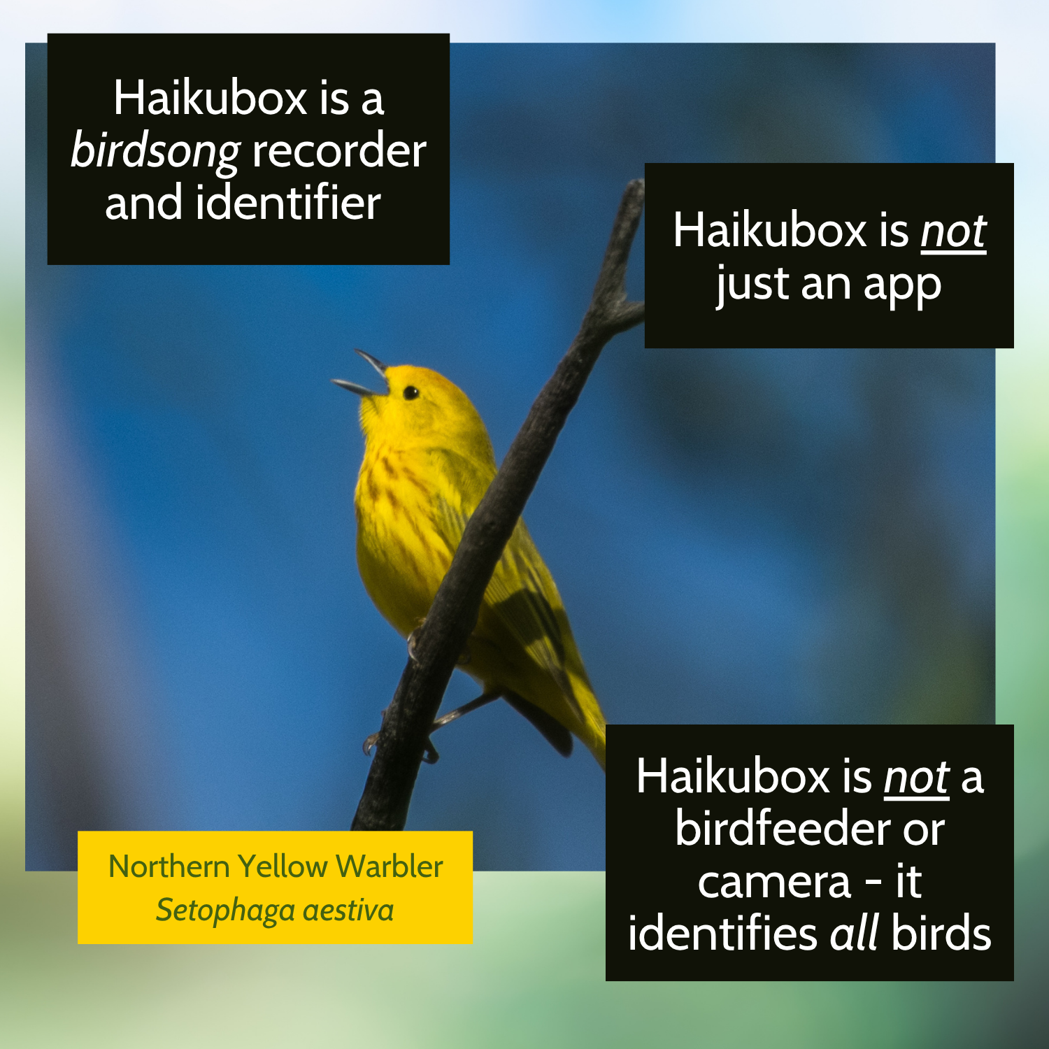 Haikubox: 24/7 Birdsong Identifier