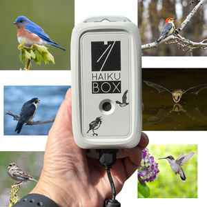 Haikubox 24/7 Bird & Bat Identifier