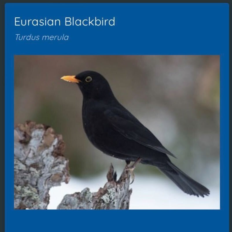 Haikubox app showing Eurasian Blackbird identified by its song