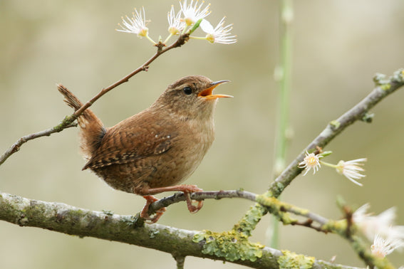 Singing House Wren