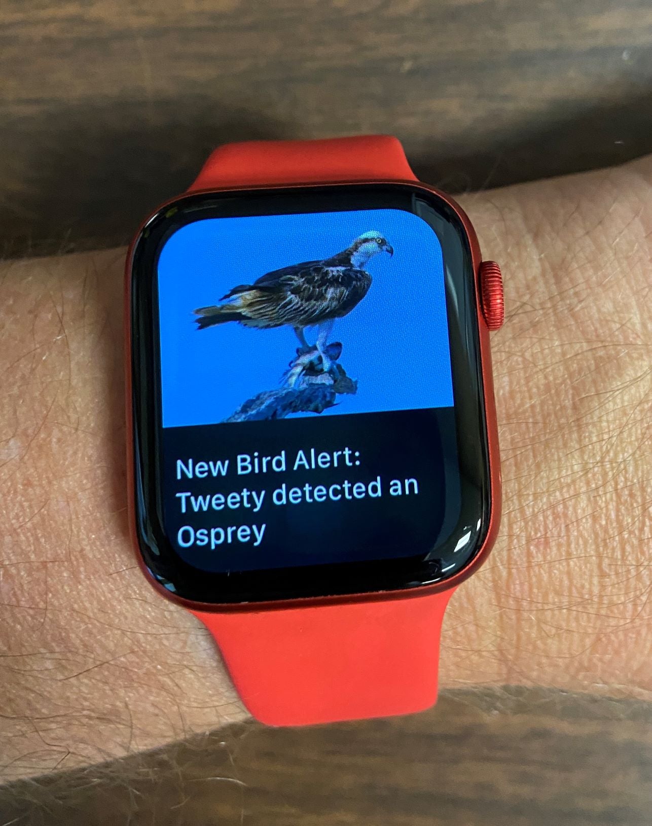 New bird identified by Haikubox and displayed on smartwatch