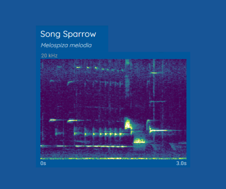 Haikubox: 24/7 Birdsong Identifier