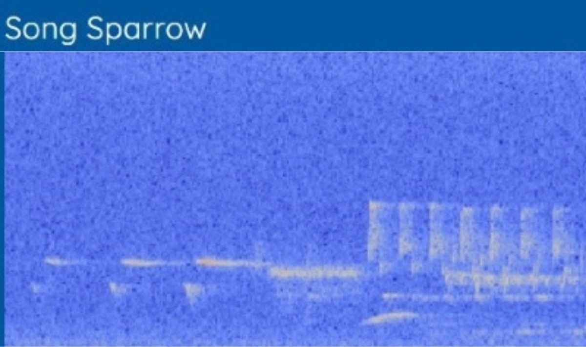 Song Sparrow spectrogram