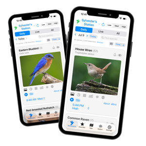 Haikubox: 24/7 Birdsong Identifier