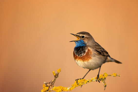 Bluethroat singing
