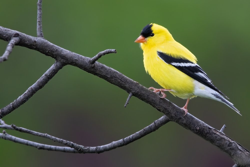 Goldfinch on tree branch